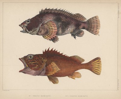 Sebastes Marmoratus by H. Patterson